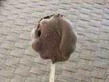 Mini Chocolate Ice Pops - We Should Cocoa #53