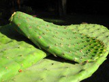 Nopalitos with Cilantro