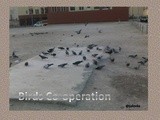 Birds Co operation