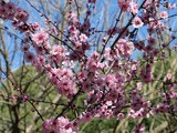 Auburn Botanic Gardens Cherry Blossom Festival