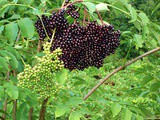 Elderberry Compote (also known as jam that hasn't set)