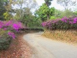 Nelliyampathy Hills / Civet Coffee