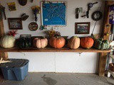 A trip to the pumpkin patch & making Pumpkin Puree