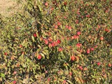 Sand Plum Jelly