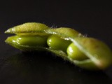 Edamame ou fève de soya {Découverte ingrédient}