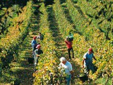 Cantine Settesoli 2014 Vendemmia da sogno