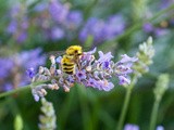 Lavender Syrup