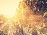 Natural Wine: Back to Basics