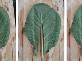 Bulgur Wheat Stuffed Collard Greens (Bulgurlu Kara Lahana Dolmasi)