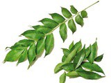 Curry Leaves