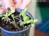 Dubai's Latest Trend - Balcony & Urban Gardening