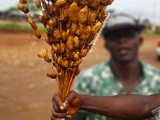 Edible Maggots  Akpa, Odon, Bayelsa suya 