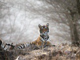 Tiger Safari Ranthambore National Park, Rajasthan, India
