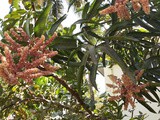 Nature Watch - Mango Mania