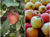 Apple Picking at Bilpin near Sydney - a Day of #aussieapples