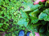 Resourceful hands, all-the-greens interchangeable pesto