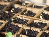 Wat er mis ging in mijn moestuin