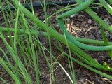 Scallions from Scallions – Gardening Without Seeds