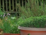 Herb Garden