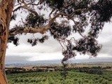 A trip to Canberra and Apple and Almond Tart with Plum Jam Glaze