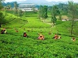 Tea cake or cake with tea as an ingredient