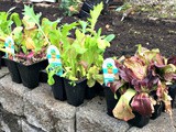 Planting an Organic pnw Vegetable Garden