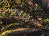 Bharwan Karela/ Stuffed Bitter Gourd: Garam Masala Tuesdays