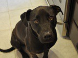 Pumpkin Cookies - For 4 Legged Friends