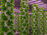 Aeroponic Farming – The Future of Sustainable Agriculture
