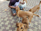 Animal Welfare Board of India and Indian Dog Lovers