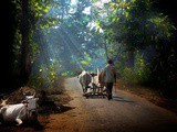 Countryside Life’s Health Benefits