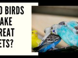 Do birds make great pets