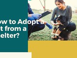 How to Adopt a Pet from a Shelter