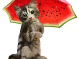 How to take care of your pets during monsoon