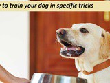 How to train your dog in specific tricks