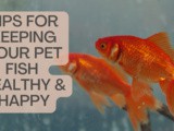 Keeping your Pet Fish Healthy