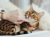 Keeping your pets fit during Monsoons