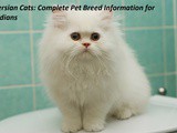 Persian Cats: Complete Pet Breed Information