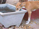 Summer Care of Pets and Stray Animals in India