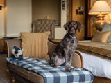 The Essence of an Ideal Pet-Friendly Resort