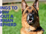 Things to know about a German Shepherd