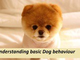 Understanding basic Dog behaviour