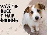 Ways to reduce Pet hair shedding
