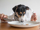 Which Are The Best Human Foods for Dogs