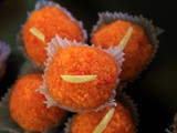 Motichoor Ladoo