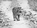 A Walk To Remember - The Big Cat Spotted