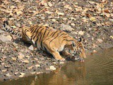 Four Brothers At Naya Talao (Pench Tiger Reserve)