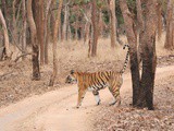 Princess Pleasant Presence (The Princess : Chital Pahadi @ Pench Tiger Reserve