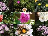 Cake aux fruits confits by Michel and Albert Roux and photos from my garden