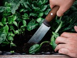 {Urban Farmer} Vergessene Küchenkräuter